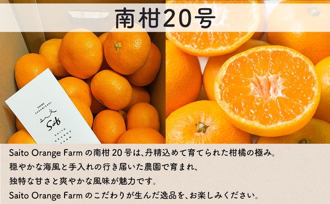 【先行予約】Saito Orange Farmの南柑20号10kg（2026年12月下旬頃より順次発送予定） IKTAQ019