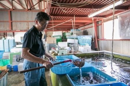 D024 活きあいおえび600g（13～24尾）