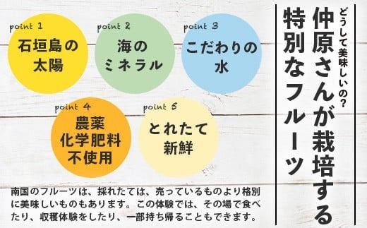 ＜1回1組限定プライベート体験ツアー！＞農薬を使わない、仲原さんの「森のような畑」【 沖縄 石垣島 畑 果樹園 見学 体験 ツアー 食育 野菜 果物 沖縄のいいもの石垣島 】OI-21-1
