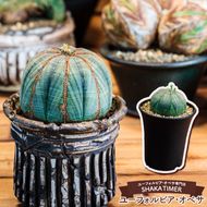 鹿嶋市産　実生ユーフォルビアオベサ（KDR-001）