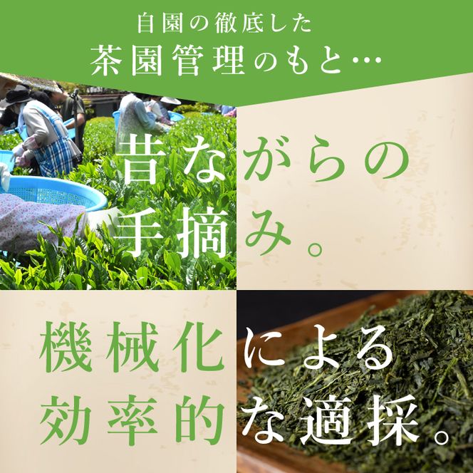 吉成園 オリジナル TeaBag 4種 セット 【濃い緑茶 、特上煎茶、ほうじ茶＋生姜、シナモン＋緑茶】茨城県大子町産奥久慈茶(BW002)