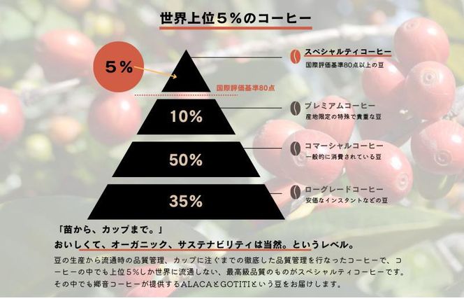 G1406 スペシャルティコーヒー焙煎豆 中深煎り 300g 定期便 全12回 12か月【毎月配送コース】