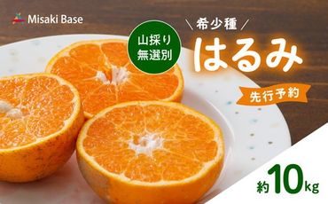 [先行受付][数量限定][山採り無選別]はるみ 10kg | みかん 柑橘 ミカン 蜜柑 mikan 果物 フルーツ 糖度 甘い 愛媛県 伊方町 ※2025年2月上旬〜2月下旬頃に順次発送予定 ※離島への配送不可