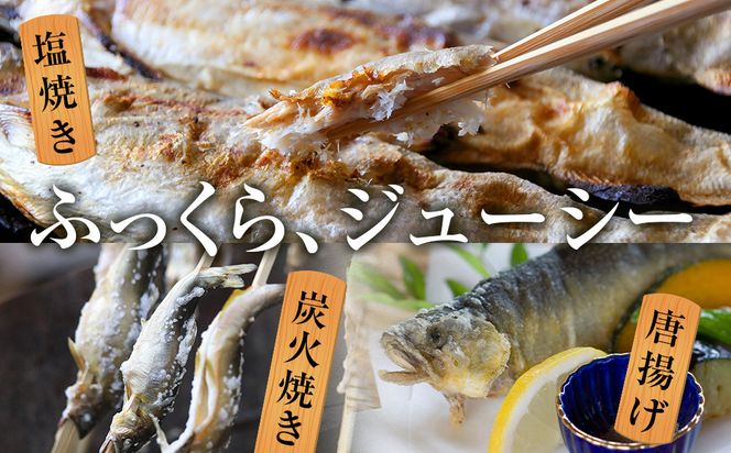 若あゆ（冷蔵配送）1kg（10尾～15尾）OGATA養殖技術研究所 南紀白浜 304018_FA01