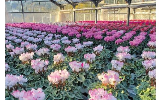 【先行予約】【長谷川園芸】北茨城産 シクラメン ピアス 6寸 ※11月～12月出荷【冬のギフト  フラワーギフト クリスマス 鉢花】(AT109)