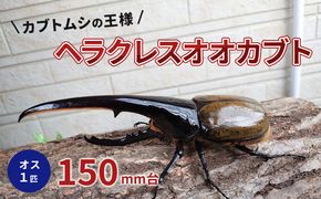 カブトムシの王様 ヘラクレスオオカブト オス１匹 150mm台 生き物 昆虫 生体 かっこいい 虫好き 昆虫好き 男の子 虫 子供 孫 プレゼント 贈り物 