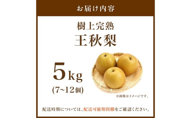 【先行予約】樹上完熟 王秋梨 5kg（7～12個）（2026年12月上旬～発送） 果物 梨 和梨 王秋 国産 5kg 先行予約 期間限定 ふるさと納税 フルーツ ふるさと納税 なし ふるさと納税 梨 農家直送 果樹園直送 生産者応援 農家応援 送料無料　BF00019