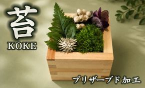 升コケ‐小‐(インテリア グリーン 観葉 植物苔 こけ コケ)【002428】