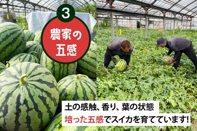 AJ698 【令和8年出荷分】 Farm honda 大玉スイカ 1玉 8kg以上 [ スイカ すいか 西瓜 大玉すいか 肥後浪漫 羅皇ザ・スイート 羅王 ラオウ らおう あまい 本多光則農園 長崎県 島原市]