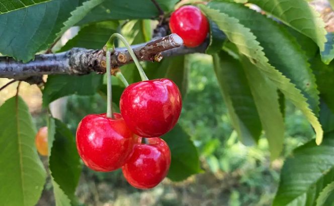 先行受付 北海道 仁木町産 さくらんぼ 1kg （500g×2） 佐藤錦または紅秀峰 果樹 サクランボ チェリー フルーツ 果物 果物類 ギフト 仁木町 仁木 [くくり農園]