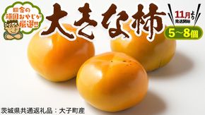 大きな 柿 5～8個【11月より発送開始】田舎の頑固おやじが厳選！（茨城県共通返礼品 [柿]：大子町産) [BI153-NT]