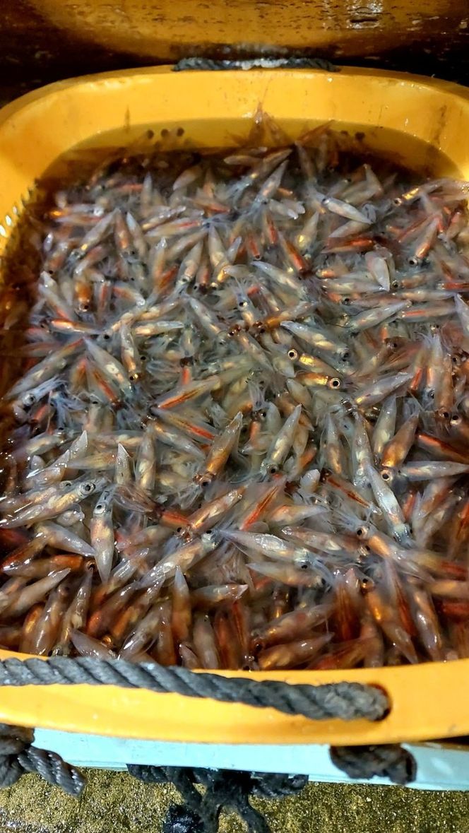 yxRːszy2026N3{ȍ~zxRY{Cz^CJ340gi|݂tjyIӐYz@2026N3{`5{ɏ\@ւ̔zs