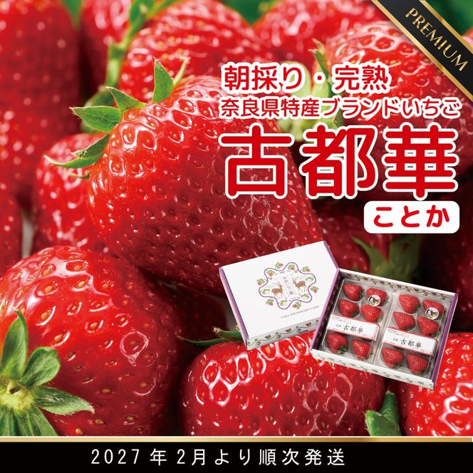 朝採り 完熟 2月より順次発送奈良県特産 朝採り高級ブランドいちご「古都華」 // いちご イチゴ 古都華 フルーツ 果物 旬 限定  ブランド 朝採り 完熟 いちご ことか イチゴ 先行予約 古都華 数量限定 古都華 甘い 先行受付 予約 贈答用 ギフト 化粧箱