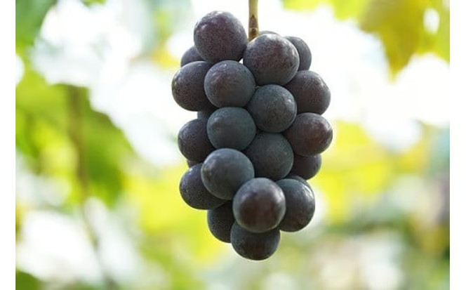 【2026年先行予約】 厳選 岡山県産 ピオーネ 1.0㎏以上 2房 / 産地直送 朝採れ ぶどう 葡萄 先行予約 真庭市 フルーツ 【kgftmt003-02】