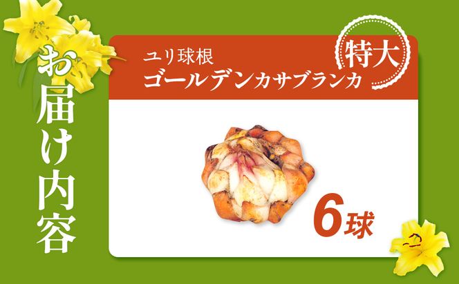 【ふるさと納税】【期間限定】ユリ球根　特大球ゴールデンカサブランカ6球  黄花品種 花 フラワー 園芸 ガーデニング 植物 高品質 送料無料