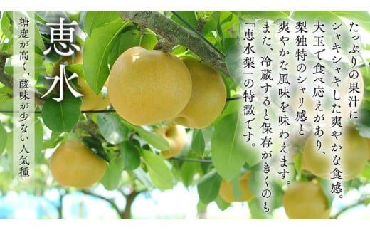 【 JA 北つくば 】 筑西ブランド 認証品 特選!! 恵水 5kg 2026年産 先行予約 梨 果物 フルーツ なし ナシ 赤梨 贈り物 贈答 贈答用 [AE025ci]