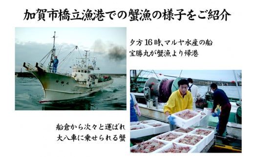 【1月11日～3月31日発送】石川県産 加能かに ズワイガニ ( 産地証明タグ付 ) 茹で上げ前重量 約900g 1匹 特大サイズ F6P-3460
