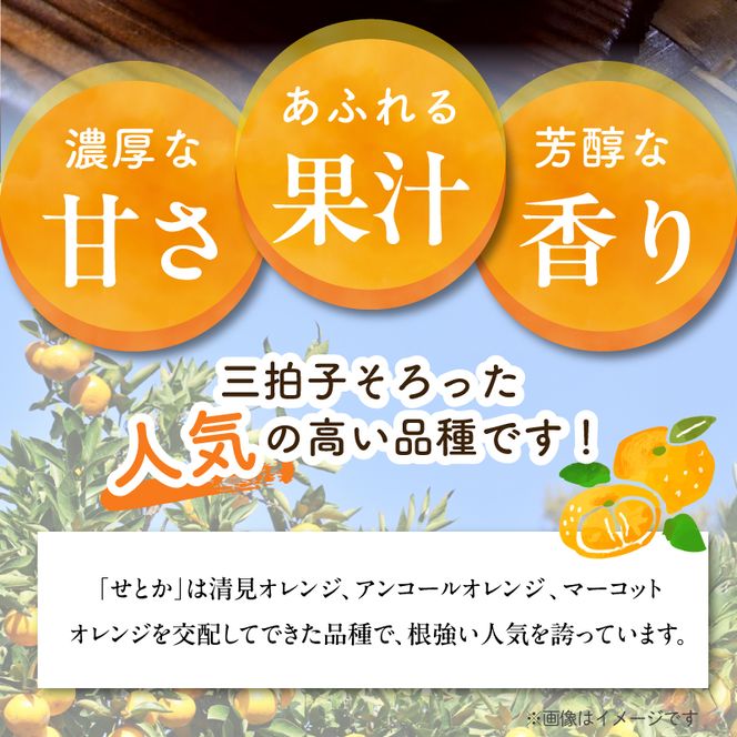 【2027年先行予約】せとか 秀品 約2.8kg 和歌山県有田産 春みかん 春柑橘 (果実サイズおまかせ)/紀伊国屋文左衛門本舗_V7411
