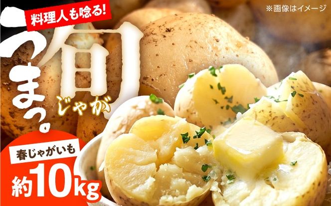 じゃがいも 約10kg 馬鈴薯 春じゃが / ジャガイモ ばれいしょ 野菜 やさい 芋 / 南島原市 / 株式会社松尾青果[SGU002]