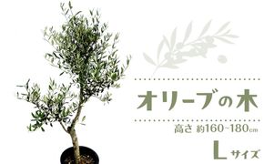 オリーブの木　Lサイズ　高さ約160～180cm 372013_KB001