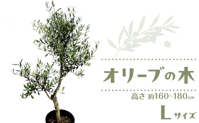オリーブの木　Lサイズ　高さ約160～180cm 372013_KB001