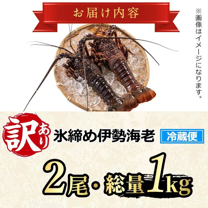 【0343207a】＜訳あり＞朝獲れ発送！鮮魚問屋が厳選した氷締め伊勢海老(2尾・総量1kg以上) えび 魚介類 海鮮 刺身 塩焼き【江川商店】
