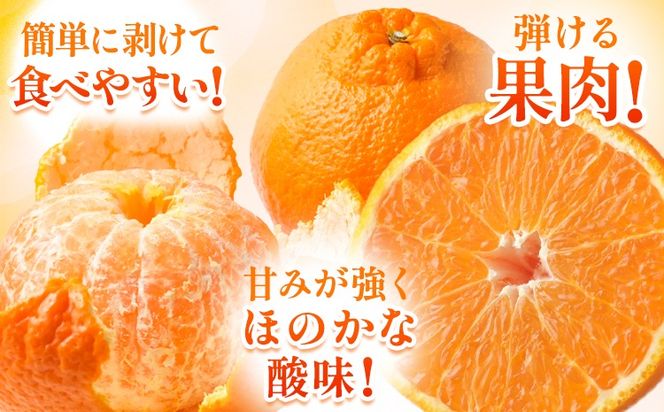 不知火 約5kg 1箱 15-20玉前後 山本果樹園《2月末-5月末頃出荷予定》しらぬい 熊本県 氷川町 柑橘---sh_ymtsni_ec25_r7_15000_5kg---