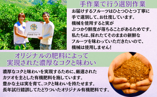  【8月下旬に発送】ジューシーな高級ぶどう 約2kg(3~5房)/ぶどう 藤稔 黒ブドウ 果物 くだもの フルーツ 有機 【kmf004】