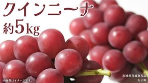 クインニーナ 約5kg (7～9房) 【2026年9月上旬発送開始】(茨城県共通返礼品：大子町) ぶどう 葡萄 ブドウ 果物 フルーツ 果実        