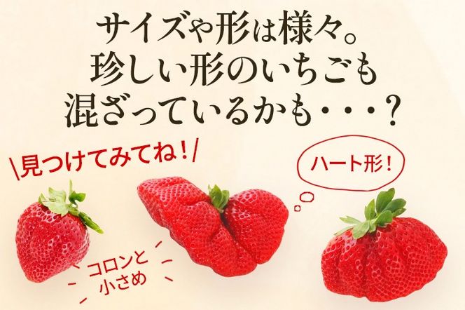 アフター保証 あまおう 約1,100g（約275g×4パック）（先行受付／2025年1月以降順次発送予定）いちご 大粒 不揃い 苺 イチゴ 福岡高級 フルーツ 土産 福岡県