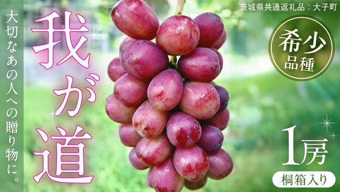 y錧vszy˔z 䂪 P[y2026N9{Jnz(錧ʕԗiFq) VC}XJbg ECN  uhE Ԃǂ ʕ t[c  Vi p 蕨 Mtg v[g