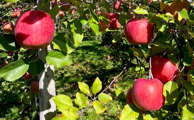 【2026年 11月～発送】りんご 訳あり サンふじ 約 3kg フルーツ 果物 旬 不揃い 先行予約 