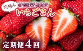 【先行予約】数量限定！佐賀県人気No.1苺”いちごさん” 4回定期便 （1回 235g×4p 約1kg）