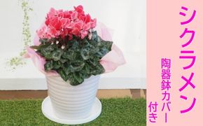 シクラメン 花色（赤・ピンク系）陶器鉢 カバー付き 