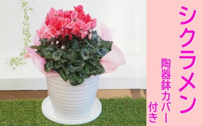 シクラメン 花色（赤・ピンク系）陶器鉢 カバー付き 