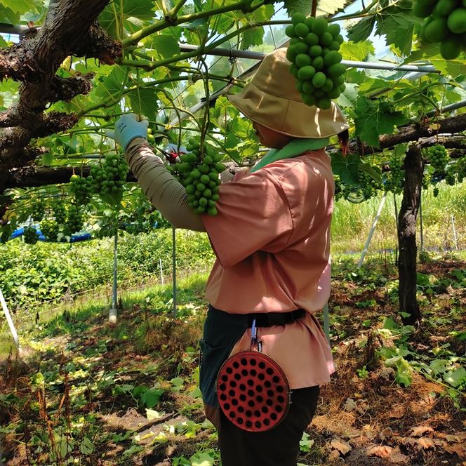 ぶどう 先行予約 訳あり ピオーネ 約2kg(3～5房) ブドウ 葡萄 岡山県産 国産 フルーツ 果物