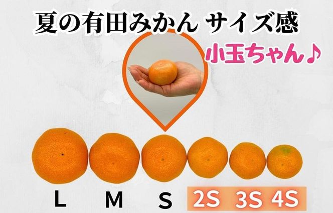 【お中元】小玉ちゃん ハウスみかん 温室栽培 夏の有田みかん約2kg 秀品 2Sサイズ以下 和歌山県 産地直送 みかんの会 【7月上旬～8月上旬に順次発送】 AX275-02