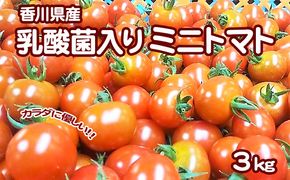 カラダに優しい「乳酸菌入り ミニトマト3kg」初物 野菜 