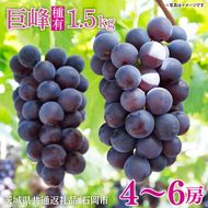 【2026年8月中旬より順次発送】★数量限定★種あり巨峰 約1.5kg(4～6房)【茨城県共通返礼品/石岡市】｜ぶどう 葡萄 果物 くだもの フルーツ 巨峰 石岡市 茨城県 行方市 人気 数量限定 送料無料(HL-1)