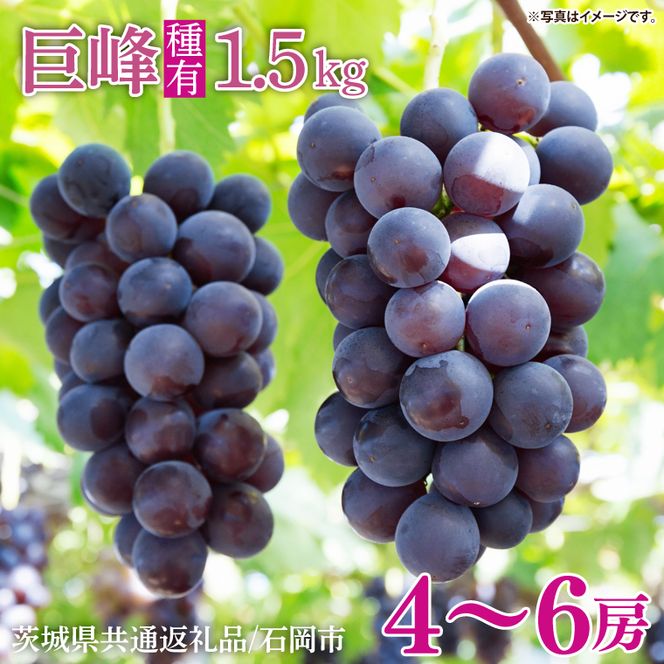 【2026年8月中旬より順次発送】★数量限定★種あり巨峰 約1.5kg(4～6房)【茨城県共通返礼品/石岡市】｜ぶどう 葡萄 果物 くだもの フルーツ 巨峰 石岡市 茨城県 行方市 人気 数量限定 送料無料(HL-1)