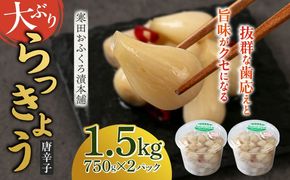 【2026年7月中旬以降順次発送】らっきょう 1.5kg（唐辛子）　《築上町》【寒田おふくろ漬本舗】[ABDO003]