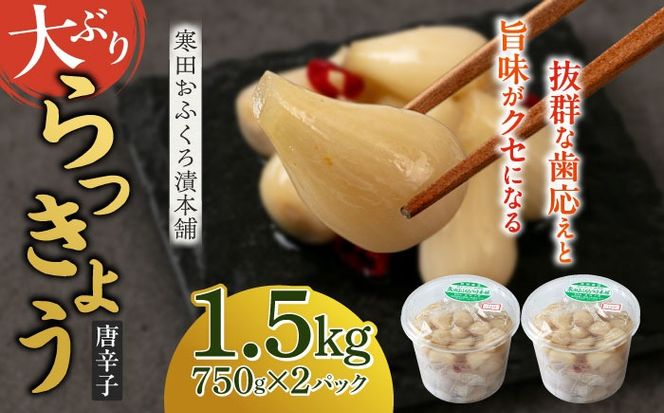 【2026年7月中旬以降順次発送】らっきょう 1.5kg（唐辛子）　《築上町》【寒田おふくろ漬本舗】[ABDO003]