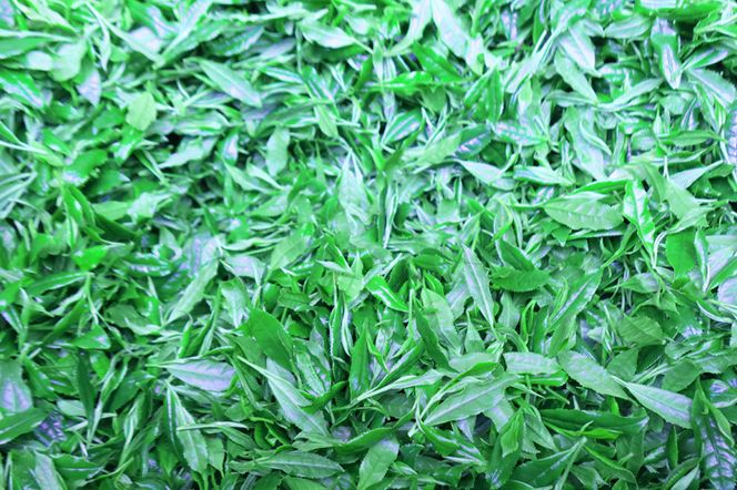 【数量限定】京都・緑茶発祥の地、大臣賞生産者のお茶を大臣賞茶師がティーバッグにしました〈お茶 茶 煎茶 緑茶  茶葉 玉露  かぶせ茶 ティーバッグ 詰合せ 最高茶師 大臣賞 飲料 加工食品〉 