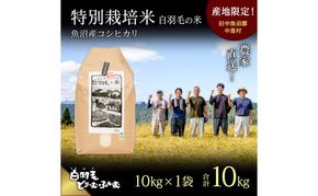 【通年受付】≪令和8年産≫ 農家直送！魚沼産コシヒカリ特別栽培「白羽毛の米」精米10kg お米 白米
