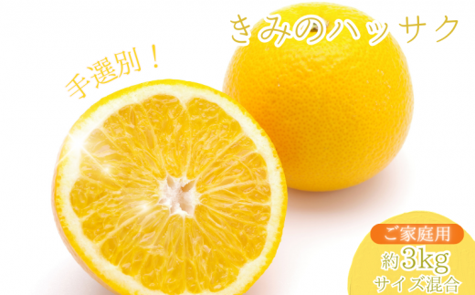  新鮮！はじける食感！「きみのハッサク」3kg  サイズ L~2L ご家庭用(秀優混合)/八朔 柑橘 和歌山県 手選別 【kmf011】
