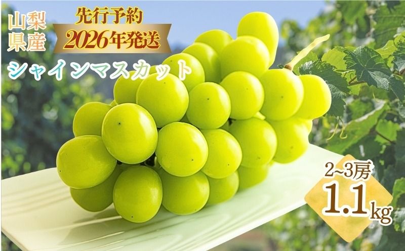 FB014[2026年 先行予約]今月のおススメ!山梨県産 シャインマスカット 1.1kg (2房〜3房)|シャインマスカット シャイン マスカット ブドウ ぶどう 葡萄 フルーツ 果物 先行予約 新鮮