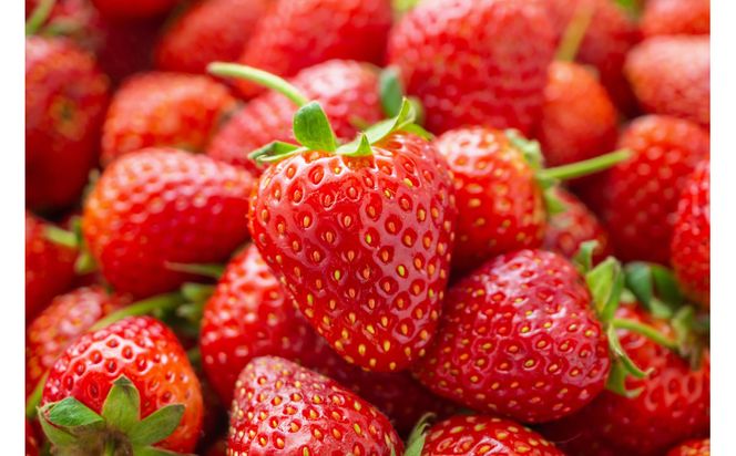 こだわり栽培 いちご おいCベリー 約1kg（約250g×4パック）【2026年1月下旬～2026年4月末までお届け】 232238_DS002