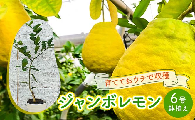 鉢植え 苗木 ジャンボレモン 6号 高さ約70～90cm レモンの木 レモン 植物 ガーデン ガーデニング 