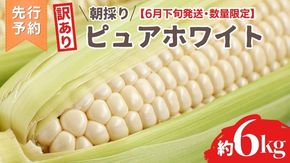 【 訳あり 】【 令和7年産 】【先行予約 2025年6月下旬以降発送 】【数量限定】 朝採り 白い とうもろこし ピュアホワイト 約6kg トウモロコシ コーン 旬 BBQ バーベキュー 夏野菜 甘い 期間限定 ふるさと納税 6000円 [AX056ya]