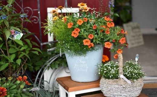 【10月頃から発送・お手軽ガーデニング】季節の寄せ植え（風の丘ガーデン） ギフト寄せ植え 贈答用寄せ植え 母の日 誕生日 記念